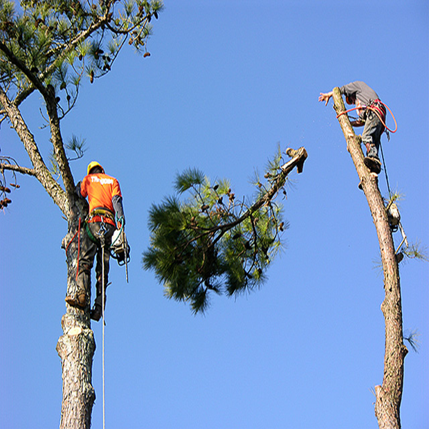 Tree Service Image 4